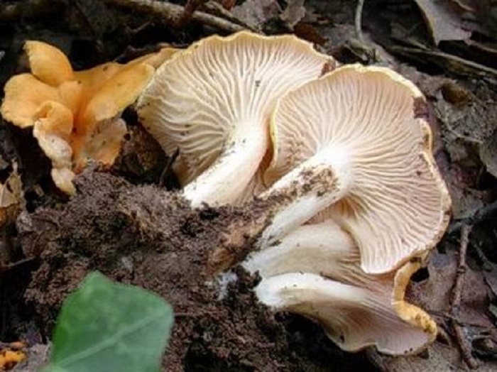 861 Novembre vecchio ritrovamento